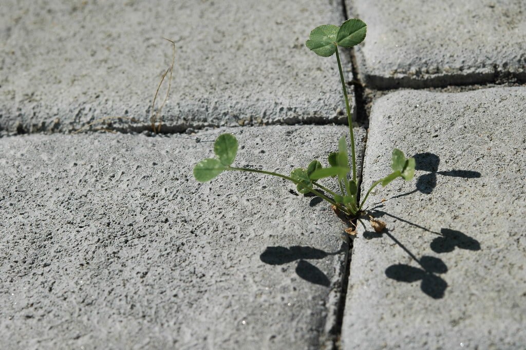 paver sand joint sand